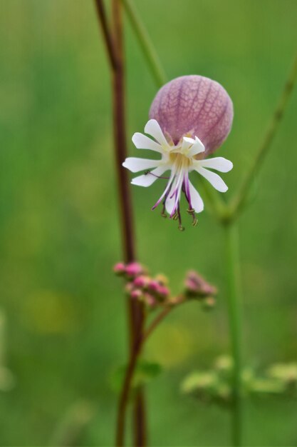 Foto close-up van een paarse bloeiende plant