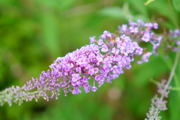 Foto close-up van een paarse bloeiende plant