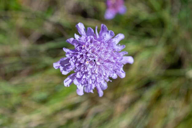 Foto close-up van een paarse bloeiende plant