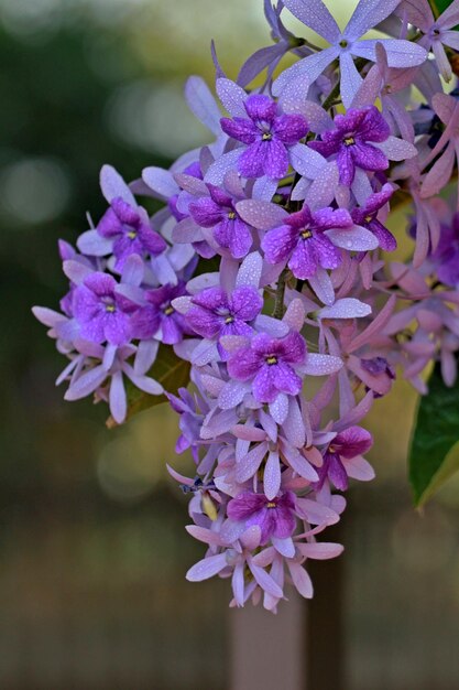 Foto close-up van een paarse bloeiende plant