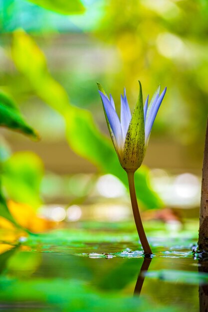 Foto close-up van een paarse bloeiende plant