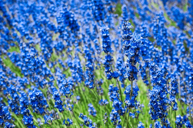 Foto close-up van een paarse bloeiende plant