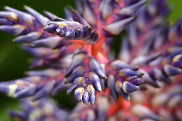 Foto close-up van een paarse bloeiende plant