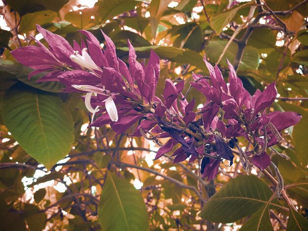 Foto close-up van een paarse bloeiende plant
