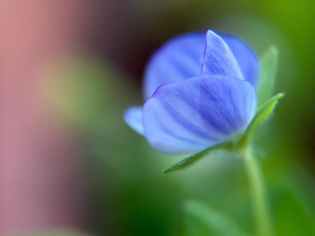 Foto close-up van een paarse bloeiende plant