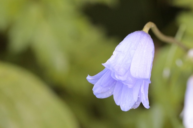 Close-up van een paarse bloeiende plant