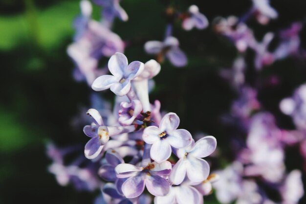 Foto close-up van een paarse bloeiende plant