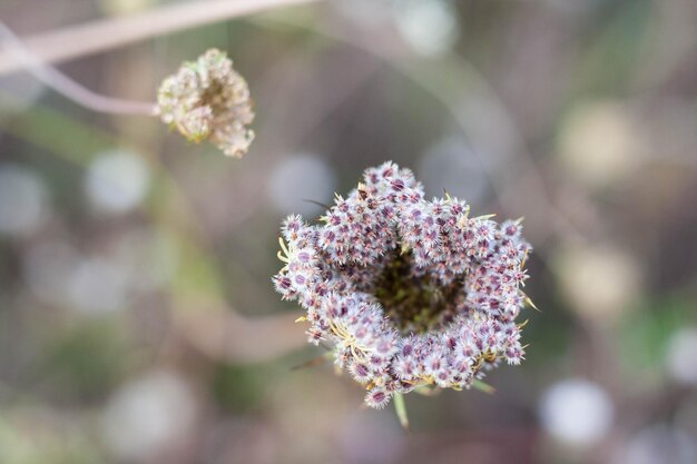 Foto close-up van een paarse bloeiende plant