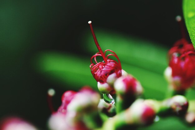 Foto close-up van een paarse bloeiende plant