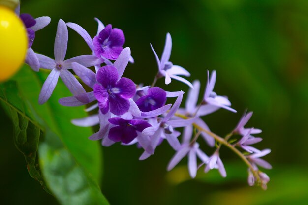 Foto close-up van een paarse bloeiende plant