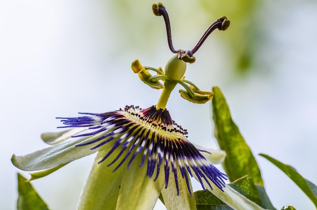 Foto close-up van een paarse bloeiende plant