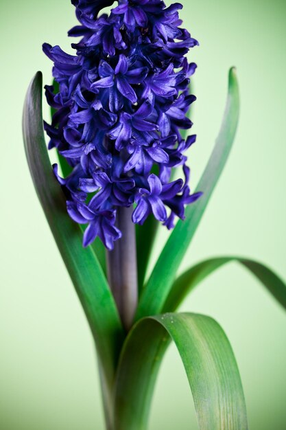 Foto close-up van een paarse bloeiende plant