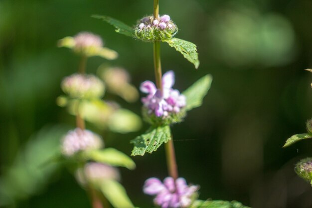 Foto close-up van een paarse bloeiende plant