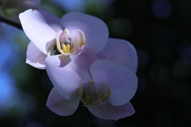 Close-up van een paarse bloeiende plant