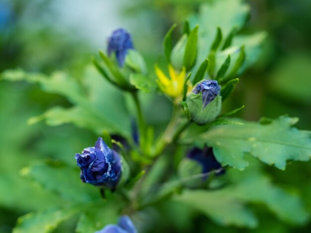 Foto close-up van een paarse bloeiende plant