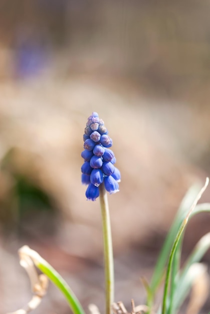 Close-up van een paarse bloeiende plant