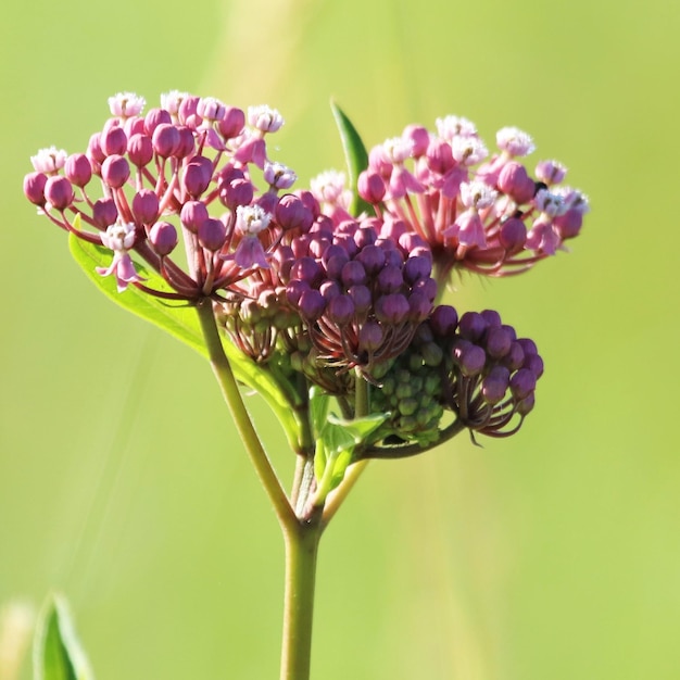 Foto close-up van een paarse bloeiende plant