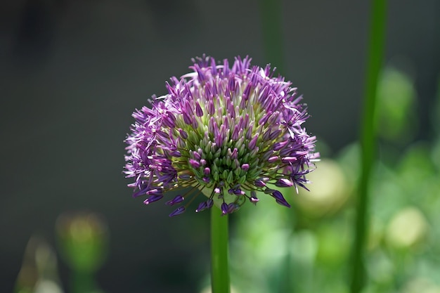 Close-up van een paarse bloeiende plant