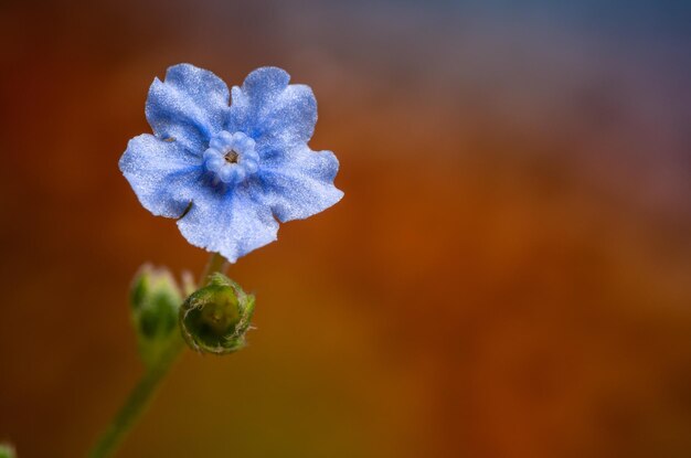 Foto close-up van een paarse bloeiende plant