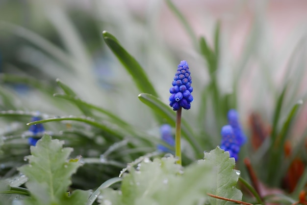 Close-up van een paarse bloeiende plant