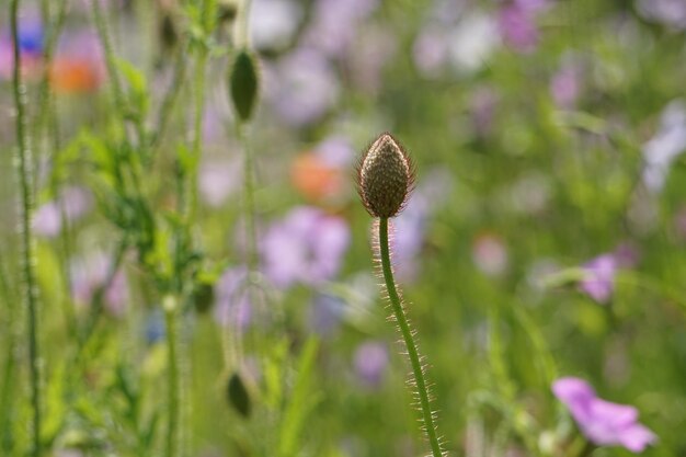 Foto close-up van een paarse bloeiende plant