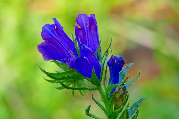 Close-up van een paarse bloeiende plant