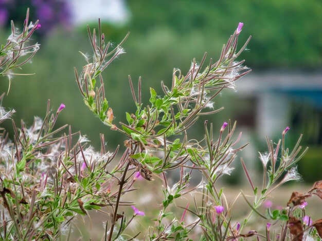 Foto close-up van een paarse bloeiende plant