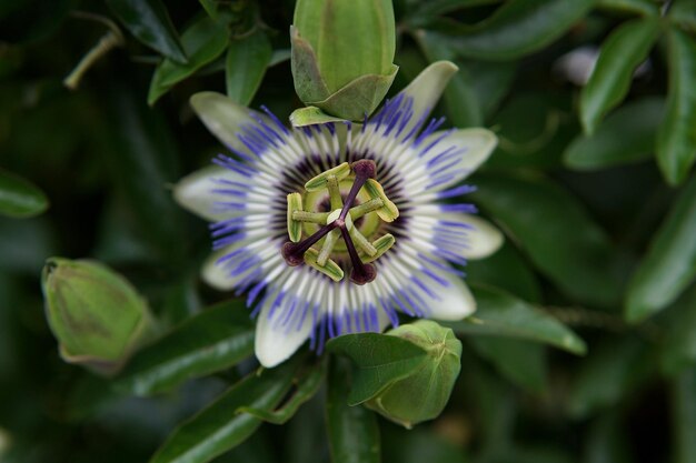 Foto close-up van een paarse bloeiende plant