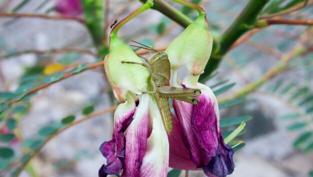 Foto close-up van een paarse bloeiende plant