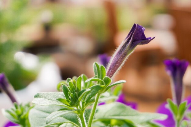 Close-up van een paarse bloeiende plant