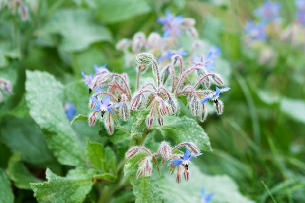 Close-up van een paarse bloeiende plant