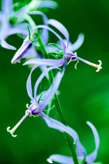 Foto close-up van een paarse bloeiende plant
