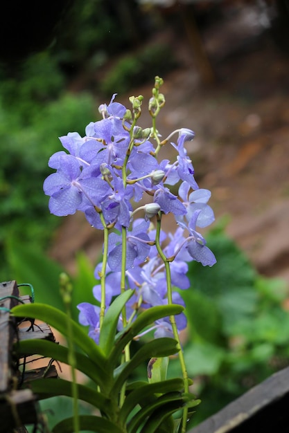 Close-up van een paarse bloeiende plant