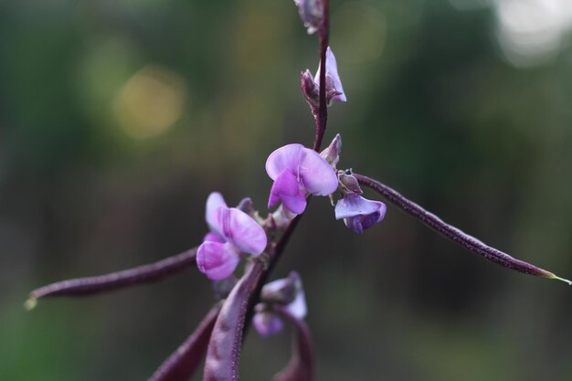 Foto close-up van een paarse bloeiende plant