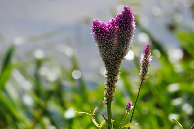 Close-up van een paarse bloeiende plant