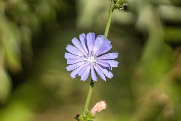 Close-up van een paarse bloeiende plant