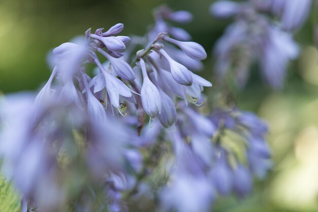 Foto close-up van een paarse bloeiende plant