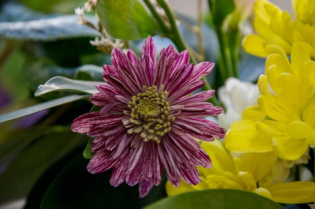 Foto close-up van een paarse bloeiende plant