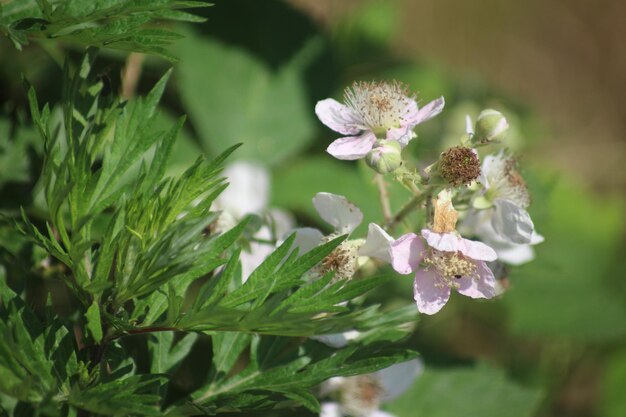 Foto close-up van een paarse bloeiende plant