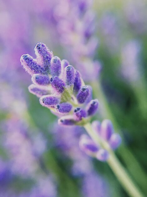 Close-up van een paarse bloeiende plant