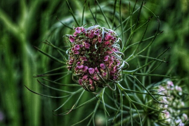 Foto close-up van een paarse bloeiende plant