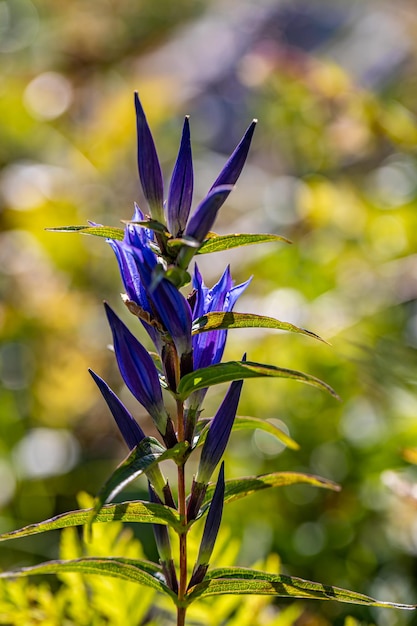 Close-up van een paarse bloeiende plant