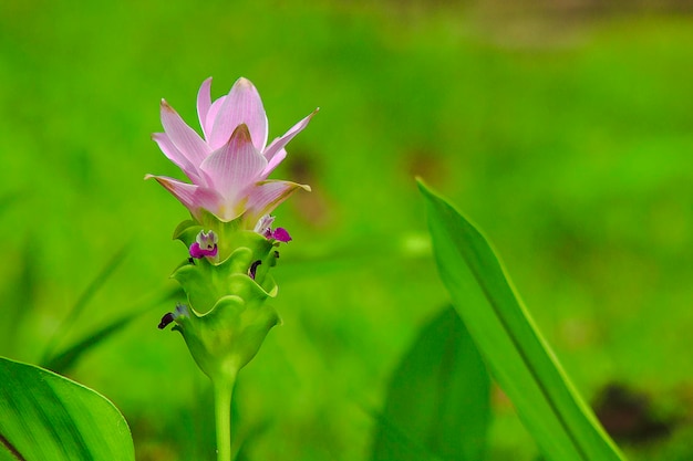 Close-up van een paarse bloeiende plant