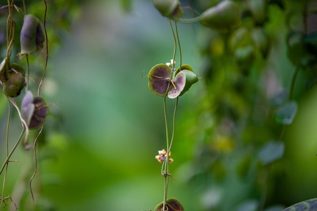 Close-up van een paarse bloeiende plant