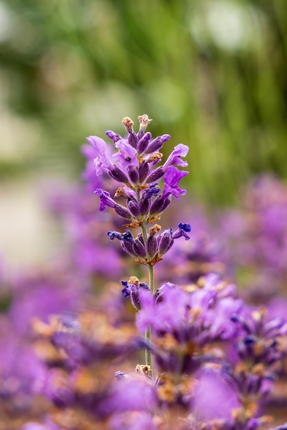 Close-up van een paarse bloeiende plant