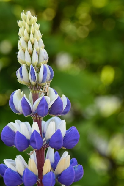 Foto close-up van een paarse bloeiende plant