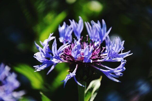 Foto close-up van een paarse bloem die buiten bloeit