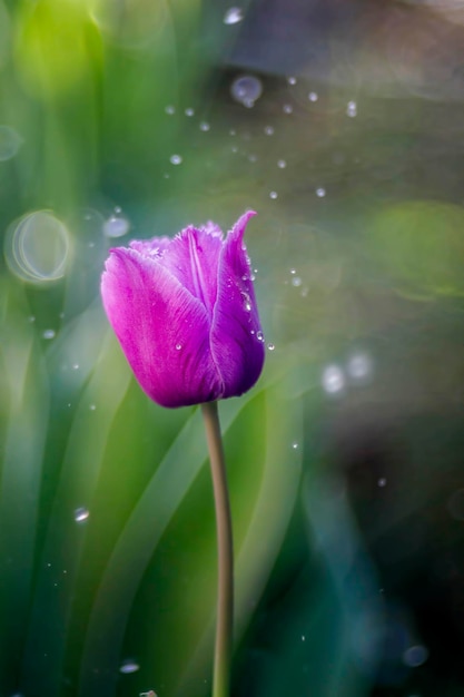 Foto close-up van een paarse bloem die buiten bloeit