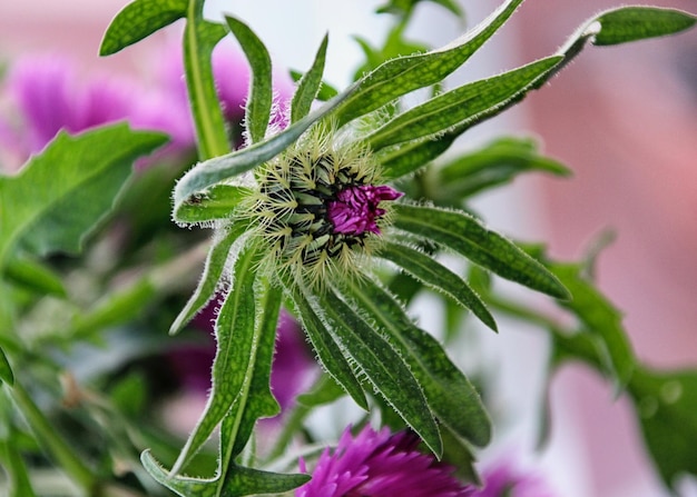 Close-up van een paarse bloem die buiten bloeit