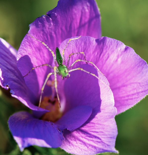 Foto close-up van een paarse bloem die buiten bloeit
